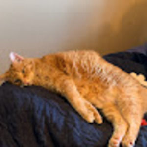 Meet your Posher, Mrs